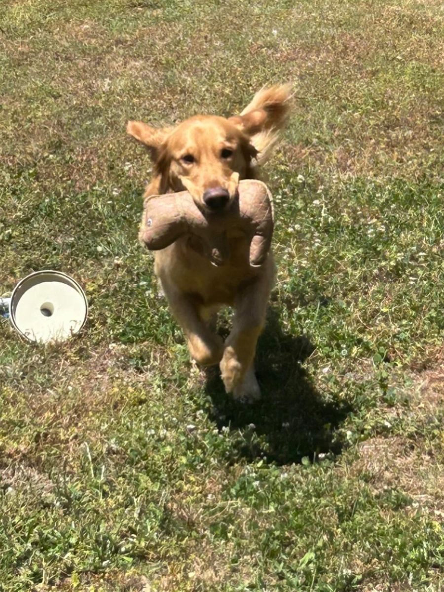 A dog on a walk with Kentucky Pet Pal